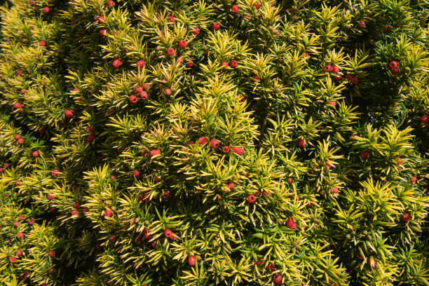 English Yew, Common Yew or European Yew Evergreen Conifer Tree (Taxus baccata) in a Garden stock photo