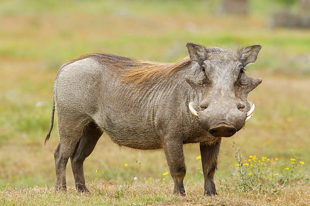 istock A warthog standing in the wild 119887670