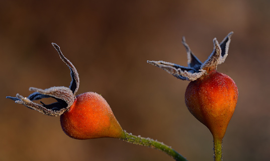 two red rose hips with frozen ice crystals in winter against brown background with space for text
