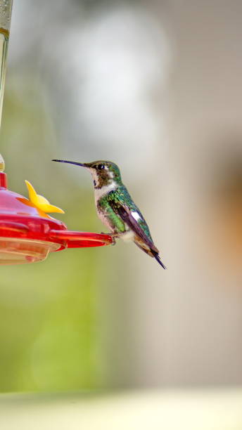 istock White-bellied woodstar hummingbird 1198877183