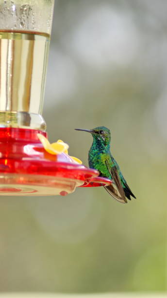istock Western emerald hummingbird 1198881204