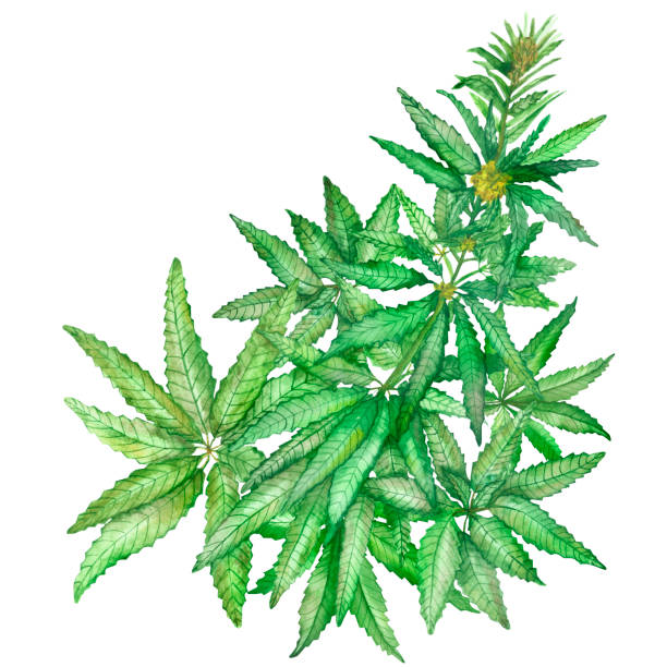 istock Watercolor hand painted nature green hemp weed leaves and branches composition bouquet and yellow blossom flowers on the top of plant on the white background for herbal eco design elements 1198882935
