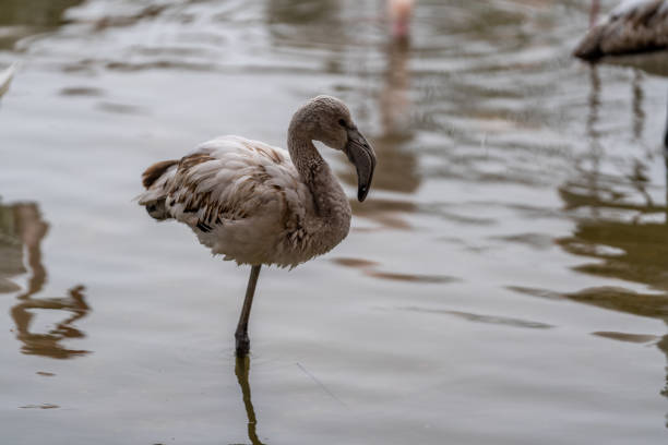Beautiful pink flamingo in the foreground