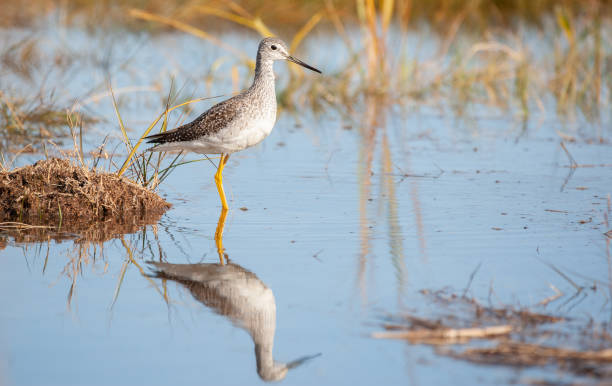 istock Lesser Yellowlegs Foraging For Prey 1198883994