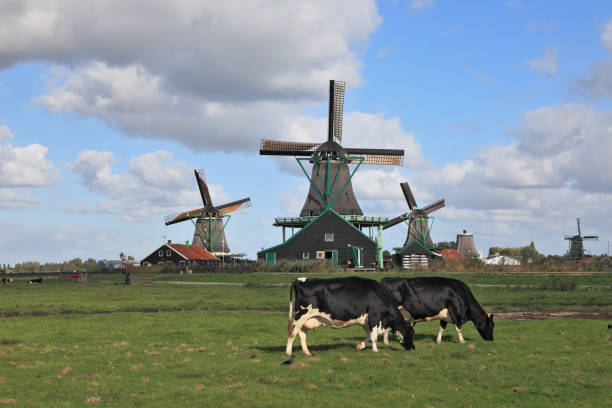 istock The Dutch pastoral 1198885126