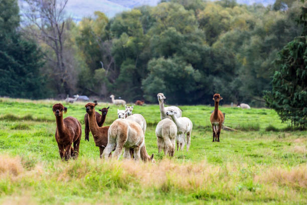 istock White, gray and braun llamas graze 1198885140