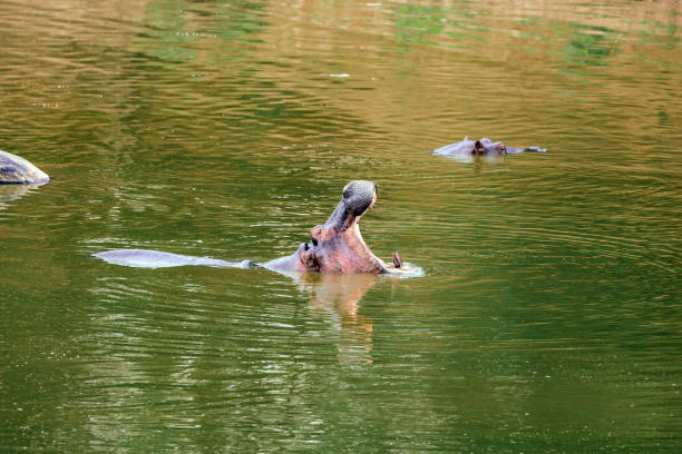 istock Huge hippo yawns in water 1198885155