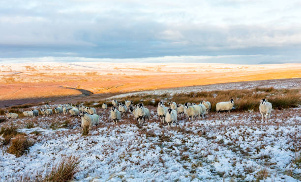 owce swaledale.  stado owiec swaledale zimą na odległych otwartych wrzosowiskach nad miejscowością keld w yorkshire dales w anglii. - swaledale zdjęcia i obrazy z banku zdjęć