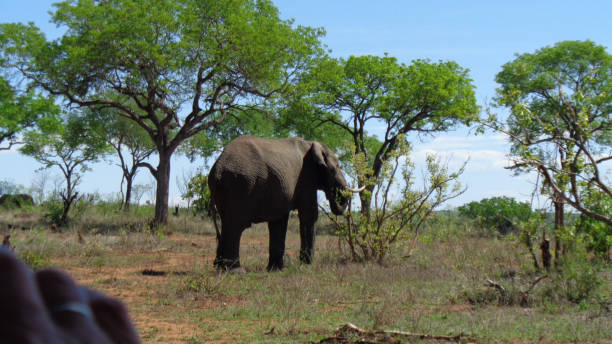 istock an elephant in south africa 1198885936