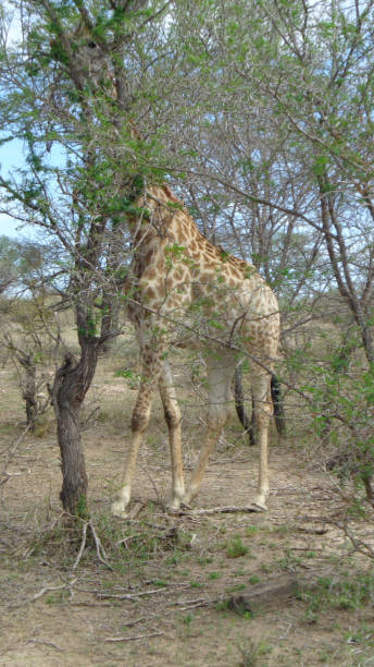 istock a giraffe in south africa 1198885962