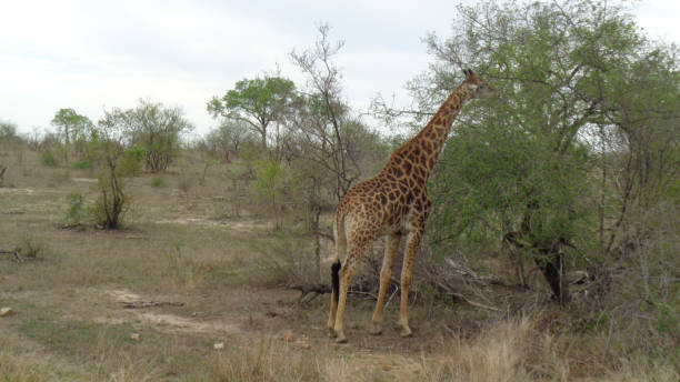 istock a giraffe in south africa 1198885963