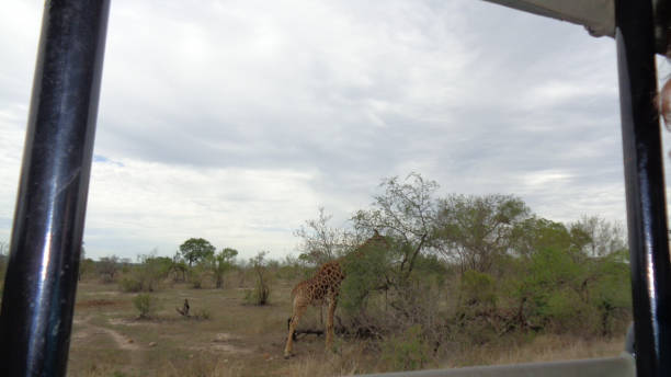istock a giraffe in south africa 1198885967