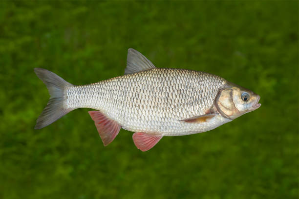 istock Ide fish isolated on natural underwater background 1198885989