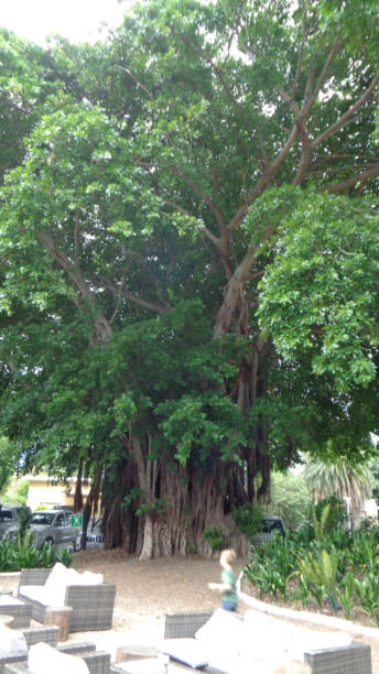 istock big trees in a park at summer 1198886045