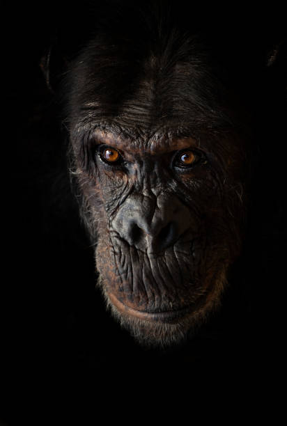 Portrait of a common chimpanzee