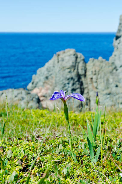 istock The shore of Newfoundland 1198886389