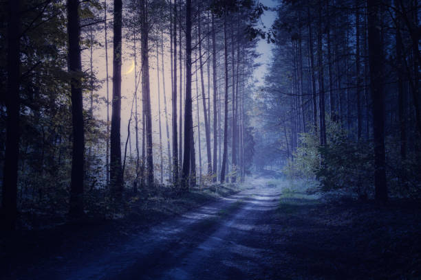 istock road through the night forest 1198887275