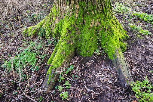 Tree trunk with moss at the base