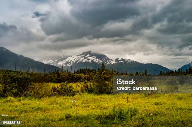 Bear Alaska Wildlife Conservation Center On An Overcast Day Stock Photo - Download Image Now