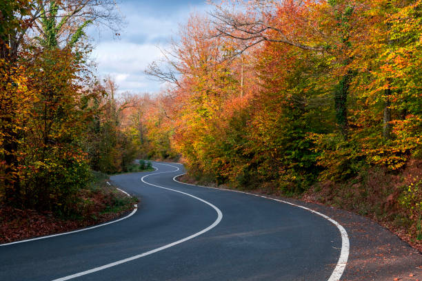 Scenic Winding Mountain Road Through a Forest with colorful leaves in Autumn.