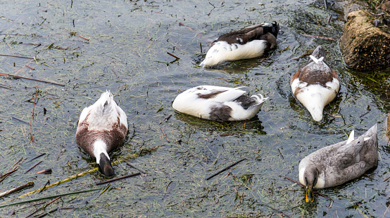 Sea gull bird on small color pond in autumn fresh evening in south Bohemia