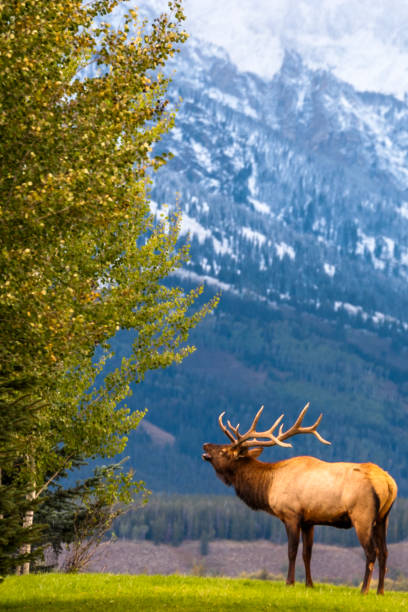 Bull elk bugling for his harem by the Teton Mountain Range. This male bull elk is bugling to gather his harem in Grand Teton National Park in Autumn during rutting season. bugling photos stock pictures, royalty-free photos & images