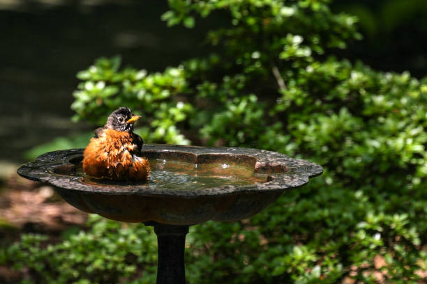 A small bird drinks from a garden bird bath.