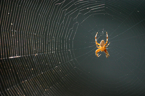 Orb Weaver spider awaiting his dinner after weaving his spiderweb on the back porch.