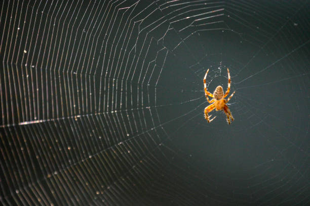 Orange spider weaves his web on the back porch. Orb Weaver spider awaiting his dinner after weaving his spiderweb on the back porch. spider photos stock pictures, royalty-free photos & images