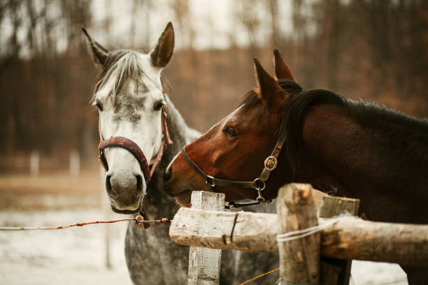 White show horses in Barn