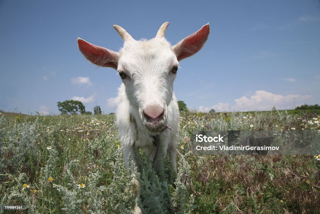Young goat looking for a fresh grass  Agricultural Field Stock Photo