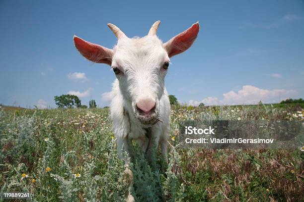 Young Goat Looking For A Fresh Grass Stock Photo - Download Image Now - Agricultural Field, Agriculture, Animal