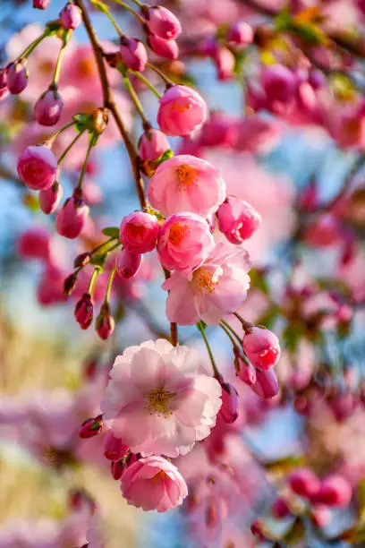 Photo of Sakura blossom in the 