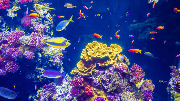 istock Tropical colour fish and coral reef 1198893037