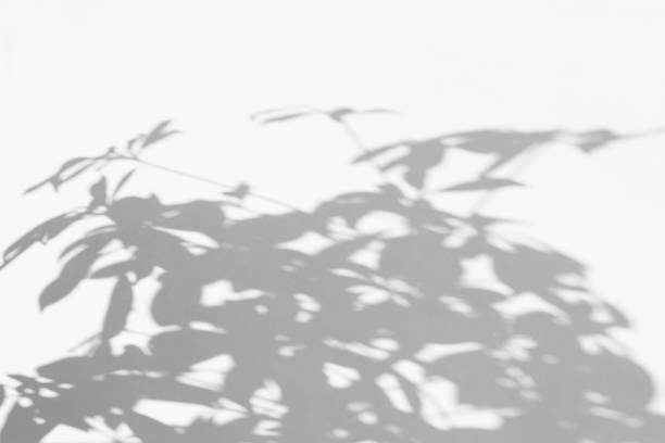 Shadows of leaves on a white concrete wall. Blurred background.