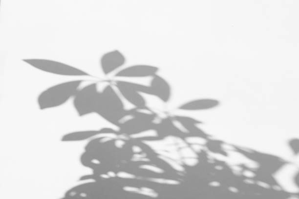 istock Shadow of a plant on a white wall. Abstract background. Space for text. 1198893243