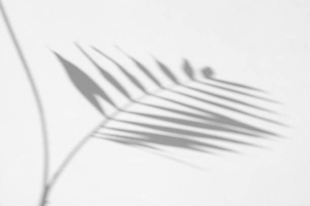 istock Abstract shadow of a plant leaf on a white wall. 1198894166
