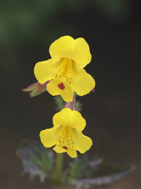 istock Two blooms of the Small Yellow Monkey Flower 1198894194