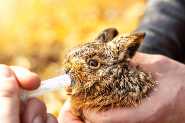 istock Feeding gray wild hare at home, syringe with milk closeup. 1198894807