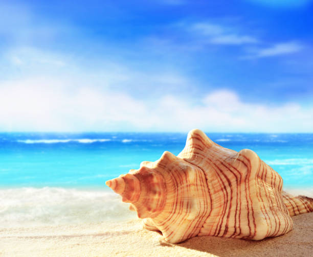 istock Landscape with shells on tropical beach. Summer concept. 1198896905