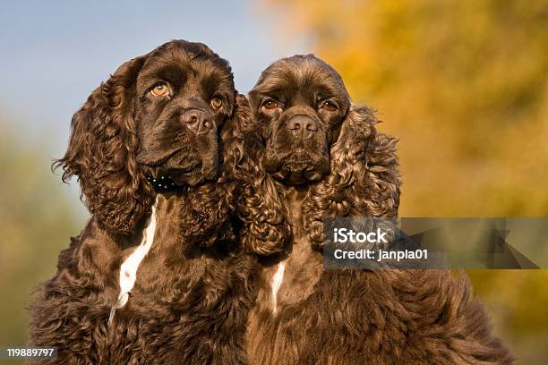 Photo libre de droit de Automne Portrait De Deux American Cocker Spaniels banque d'images et plus d'images libres de droit de Adulte - Adulte, Animaux de compagnie, Assis