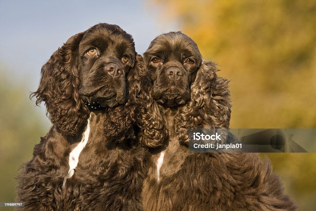 秋のポートレート、アメリカのコッカー spaniels 2 - 2匹のロイヤリティフリーストックフォト