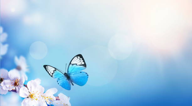 Blossom tree over nature background. Spring flowers. Spring Background.