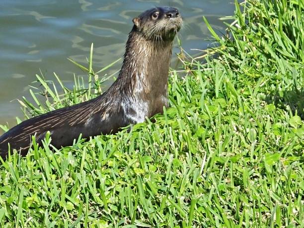istock Otter (Lutra Canadensis) - resting in the grass with wet fur 1198898622