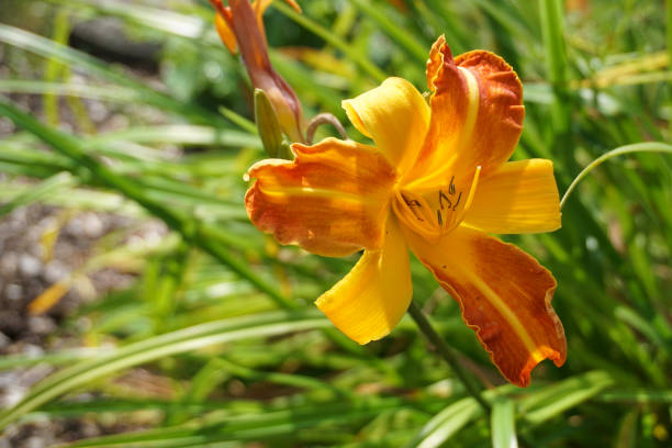 istock An orange lily flower in the sun 1198898849