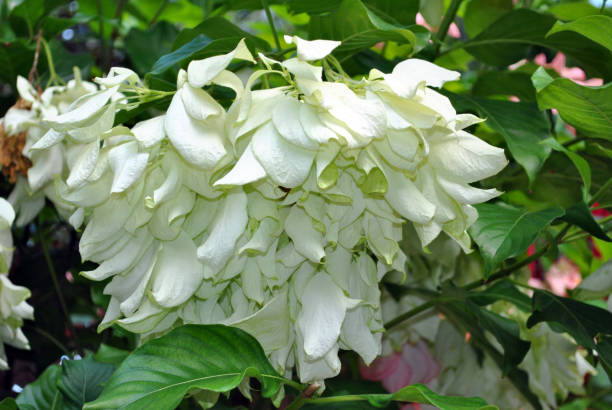 White Tropical Dogwood White Tropical Dogwood Latin name Mussaenda philippic Aurorae mussaenda stock pictures, royalty-free photos & images