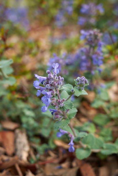 istock Nepeta cataria 1198900831