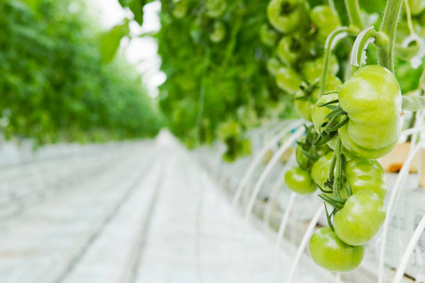 томатные лозы в коммерческой органической гидропонной теплице - greenhouse industry tomato agriculture стоковые фото и изображения