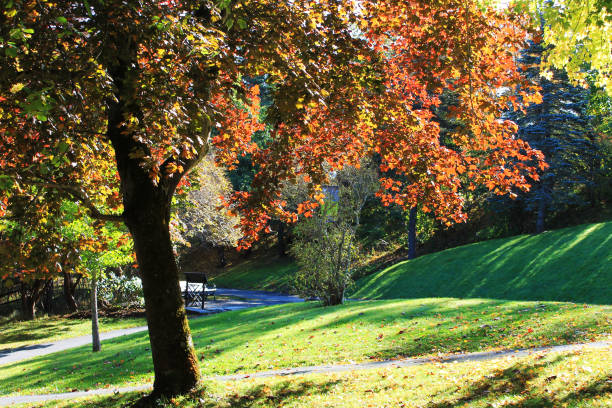 istock Maple tree in autumn colors along side a walking trail. 1198903711