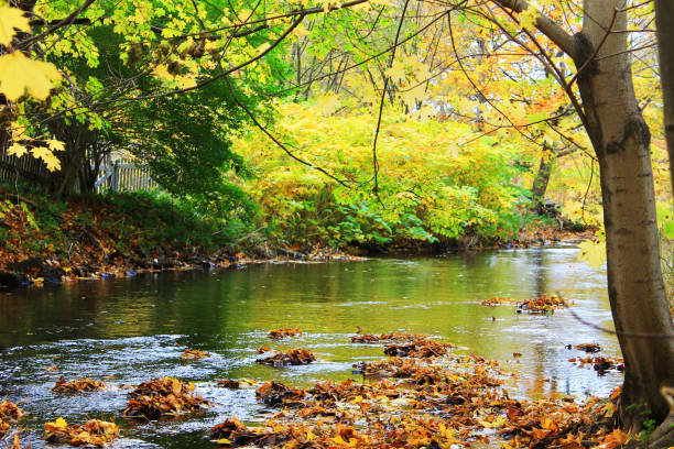 istock Trees along the river bank, autumn. 1198903748